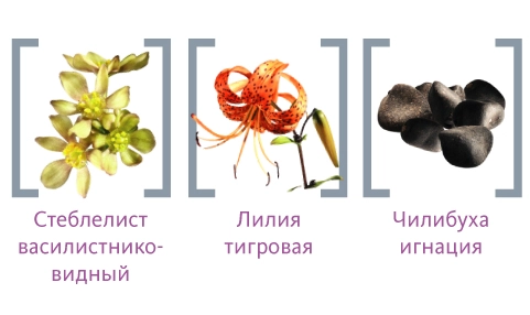 травы в составе Мастодинона